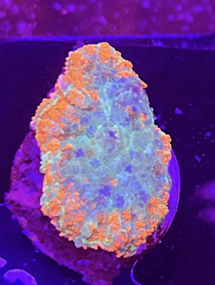 FMC Rhodactis Iced Center V