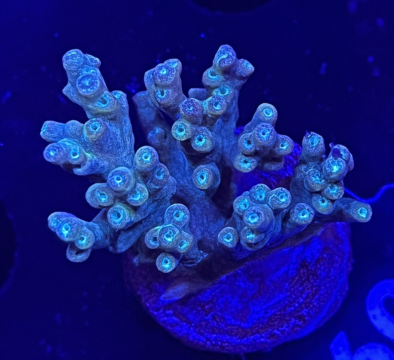 FMC Acropora sp