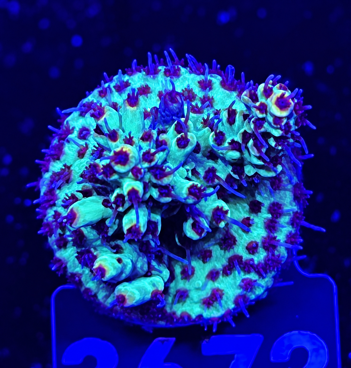 FMC Acropora microclados Strawberry Shortcake