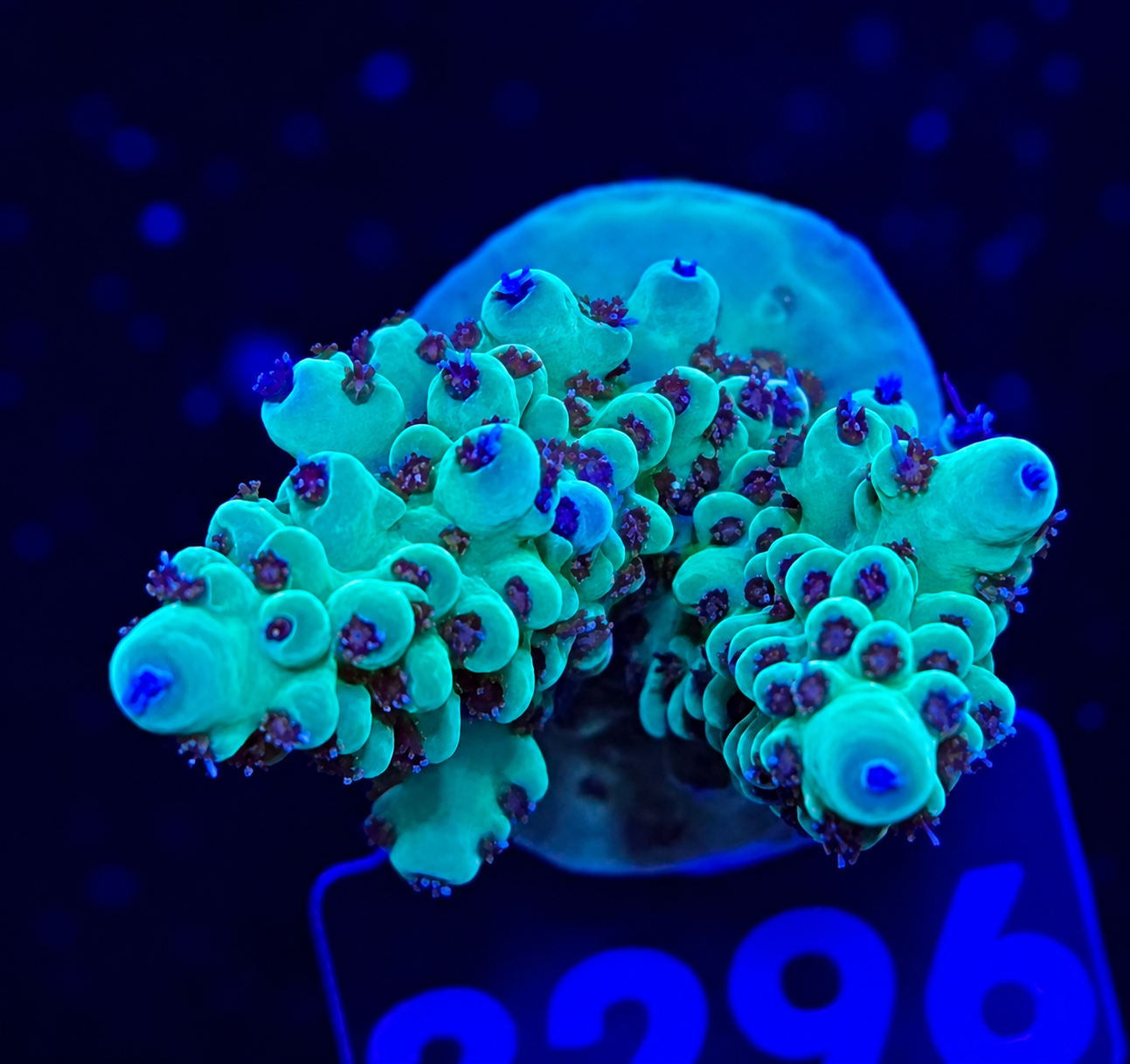 FMC Acropora insignis