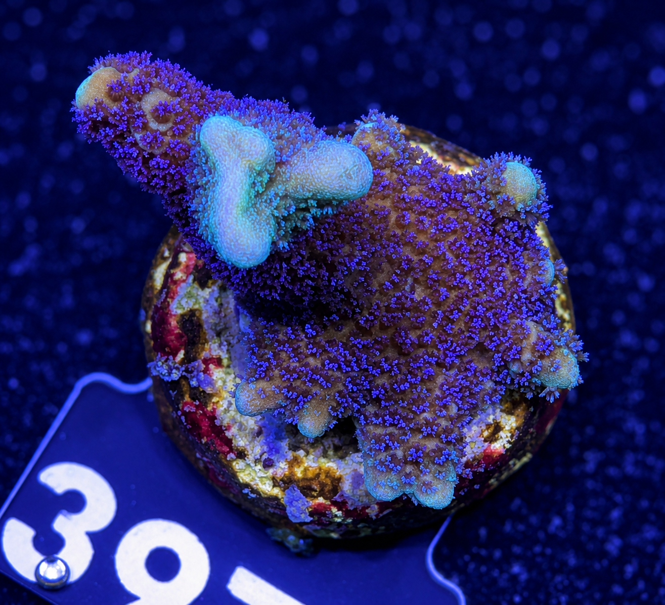 FMC Stylophora Milka
