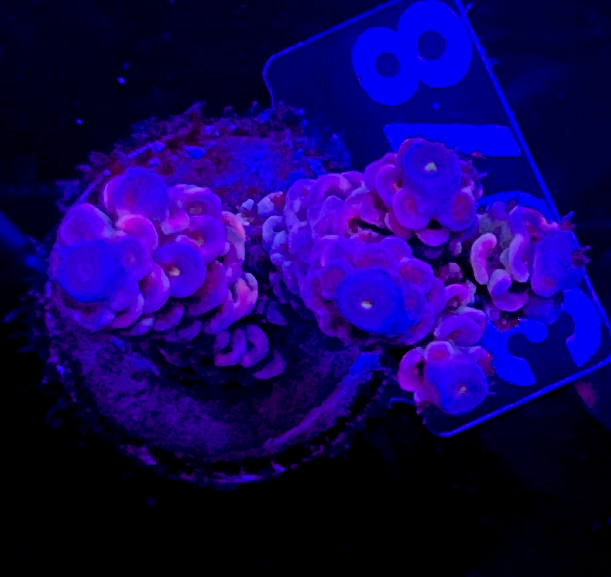 FMC Acropora tenuis