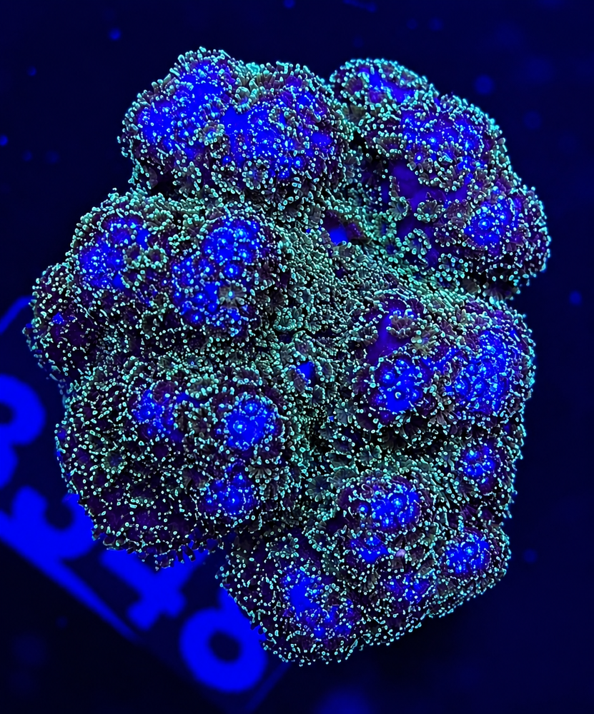 FMC Pocillopora Bicolor V