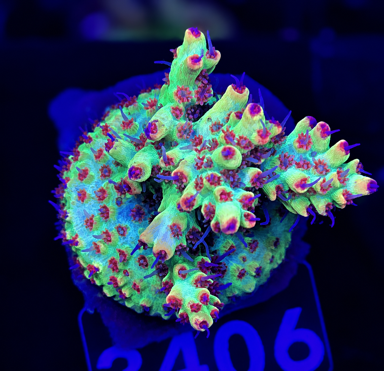FMC Acropora microclados Strawberry Shortcake