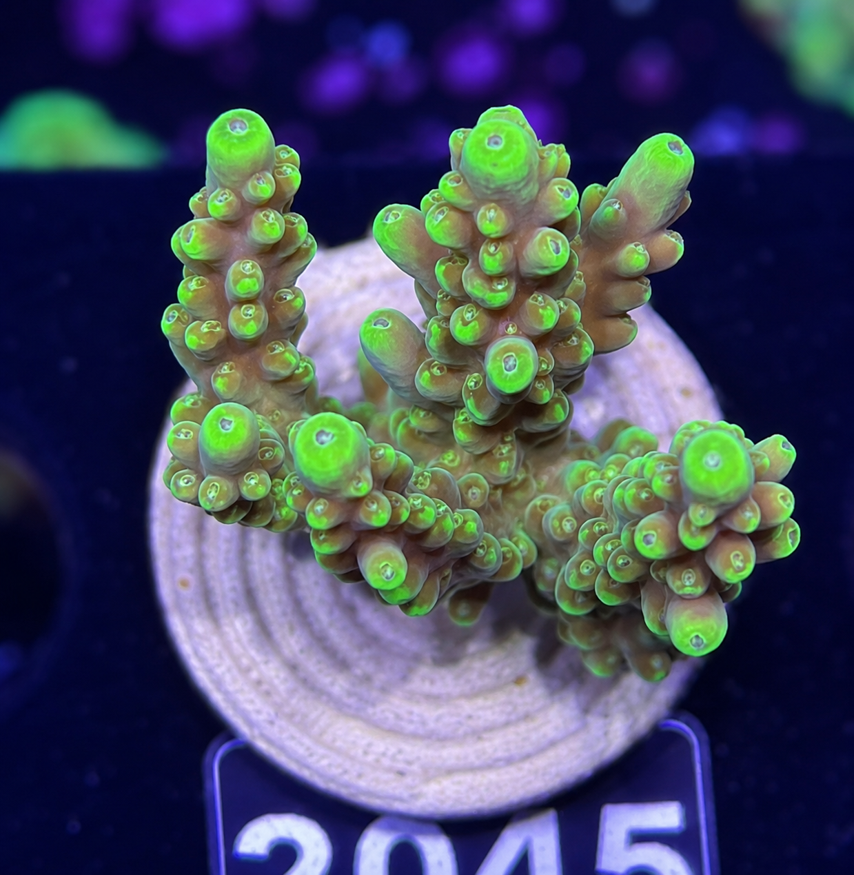 FMC Acropora Latistella