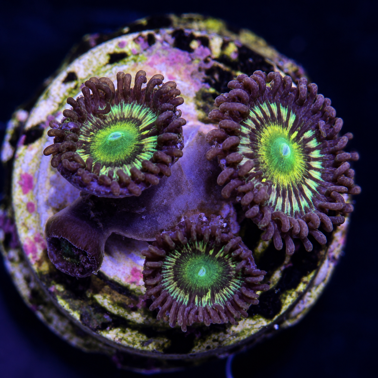 FMC Zoanthus Citrus Cooler