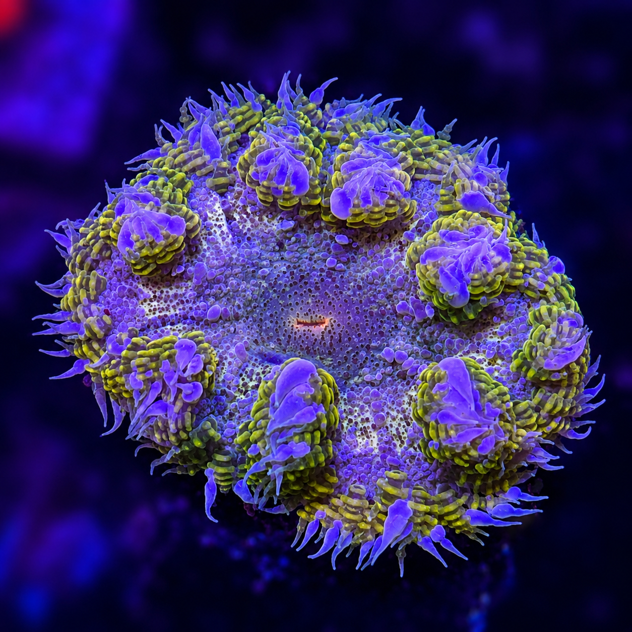 FMC Phymanthus Crucifer Rockanemone