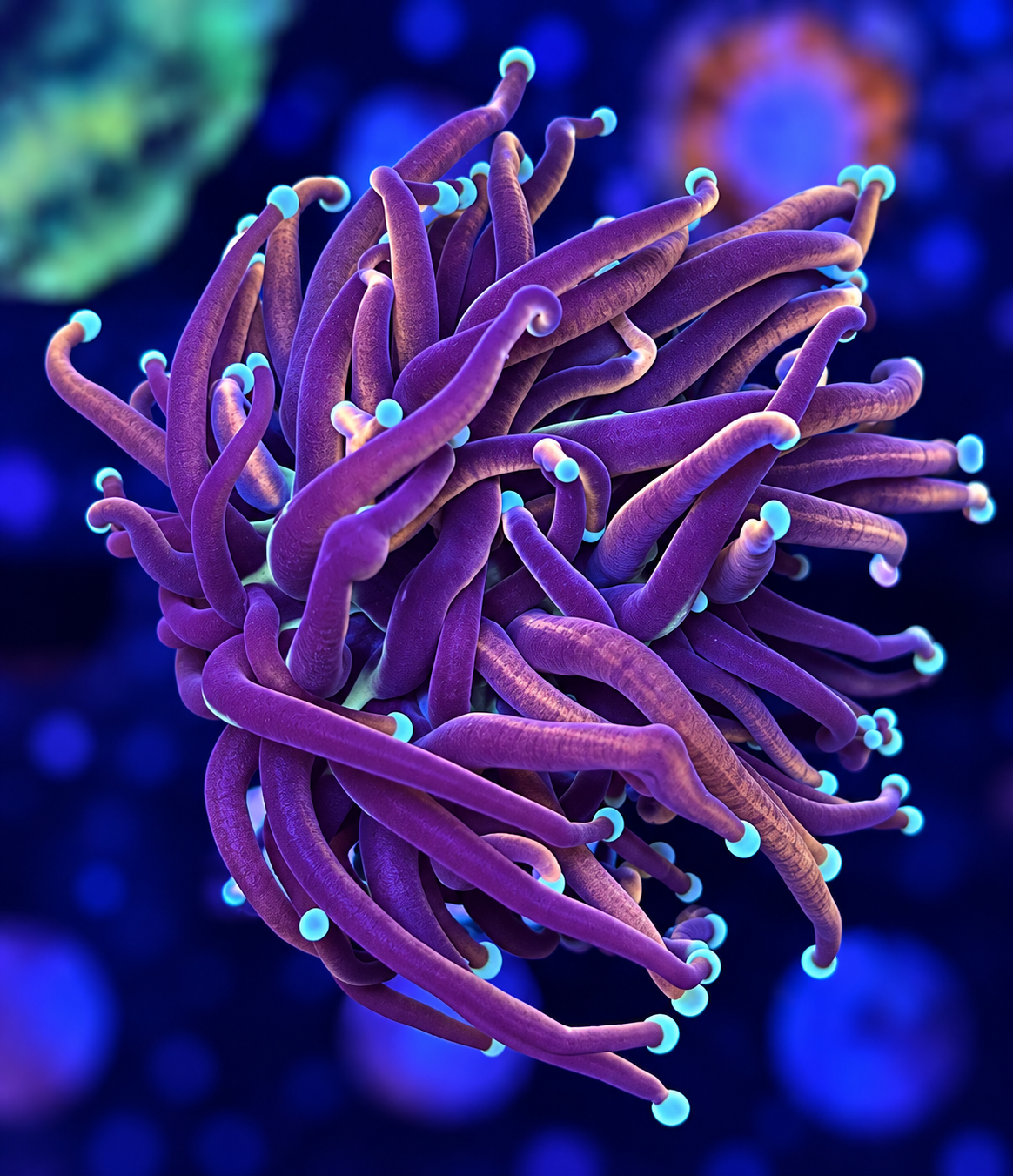 FMC Euphyllia glabrescens Dragonsoul Torch