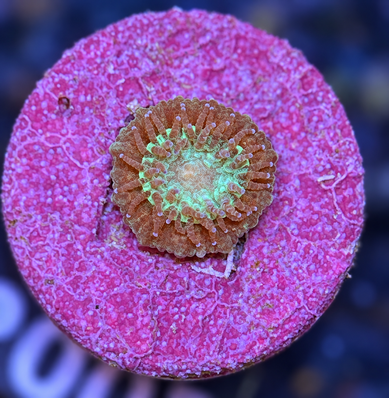 SciReef Trachyphyllia geoffroyi Size 1