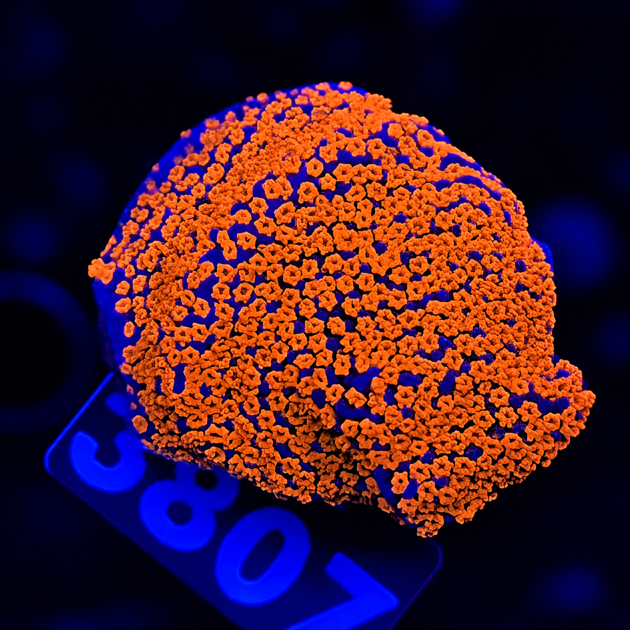 FMC Montipora Supergirl