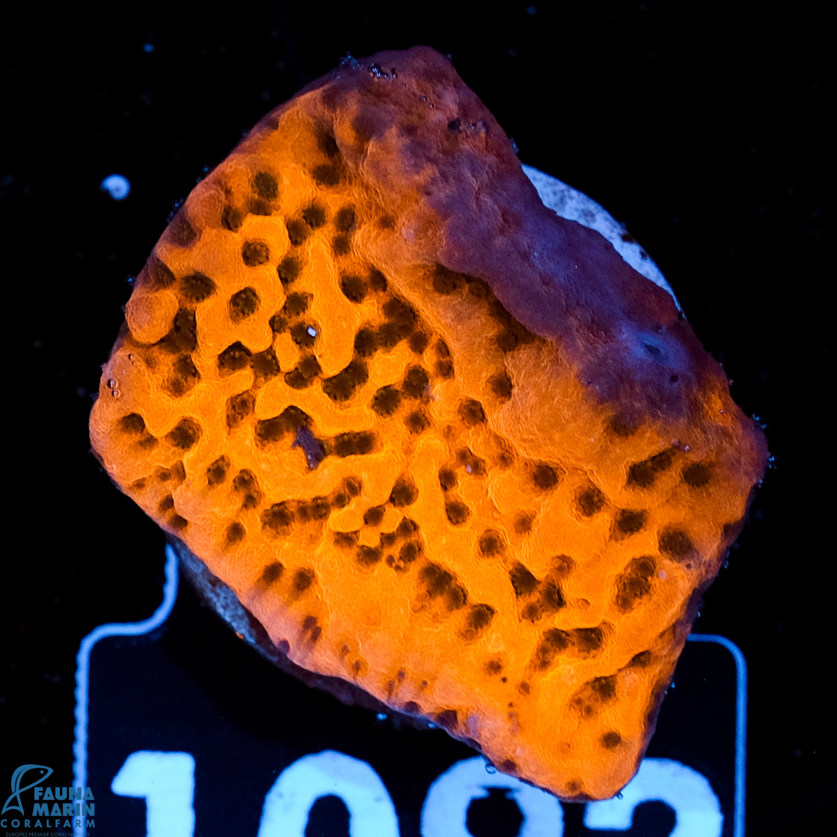FMC Montipora Cherry Tree