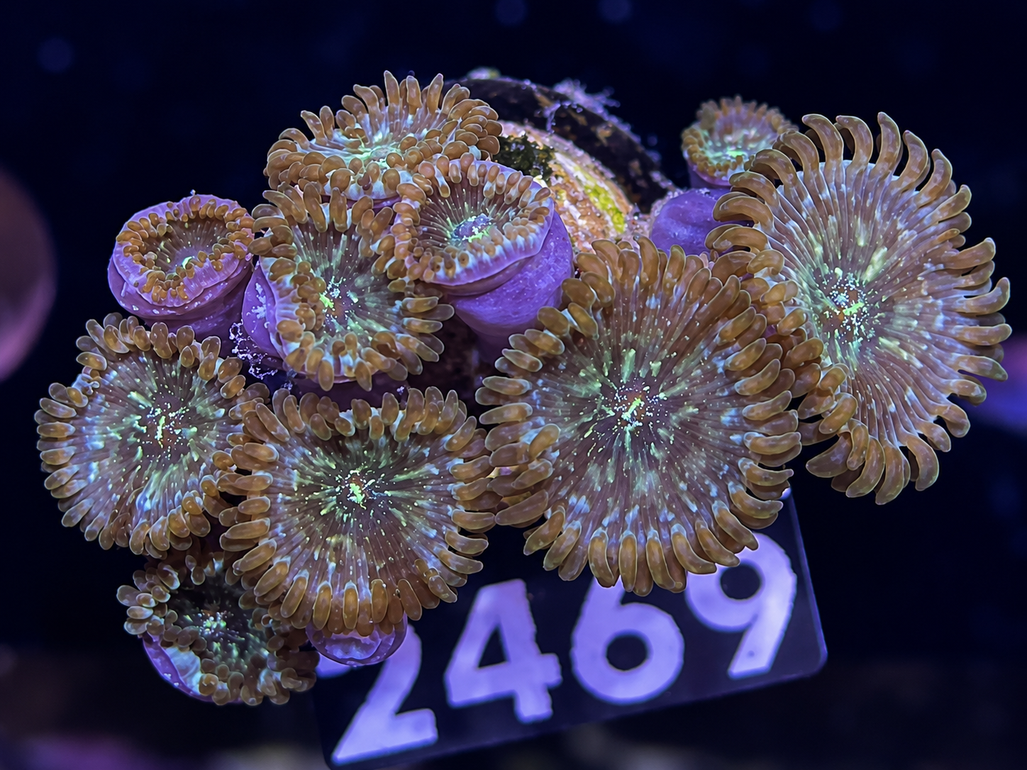 FMC Zoanthus Hawaiian People Eater