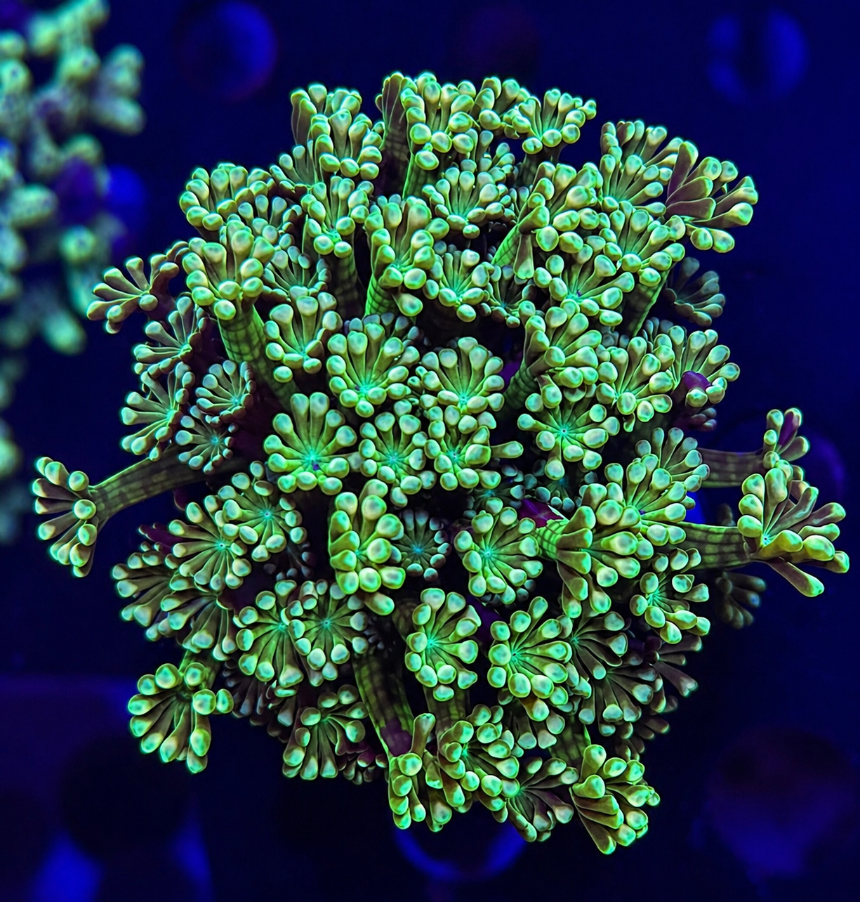 FMC Alveopora deep green