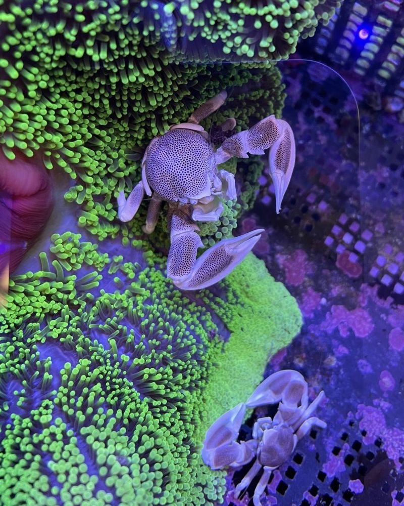 Neopetrolisthes maculatus/ oshimai - Anemonenkrabbe