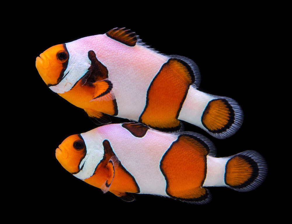 Amphiprion ocellaris - "Gladiator"  NZ