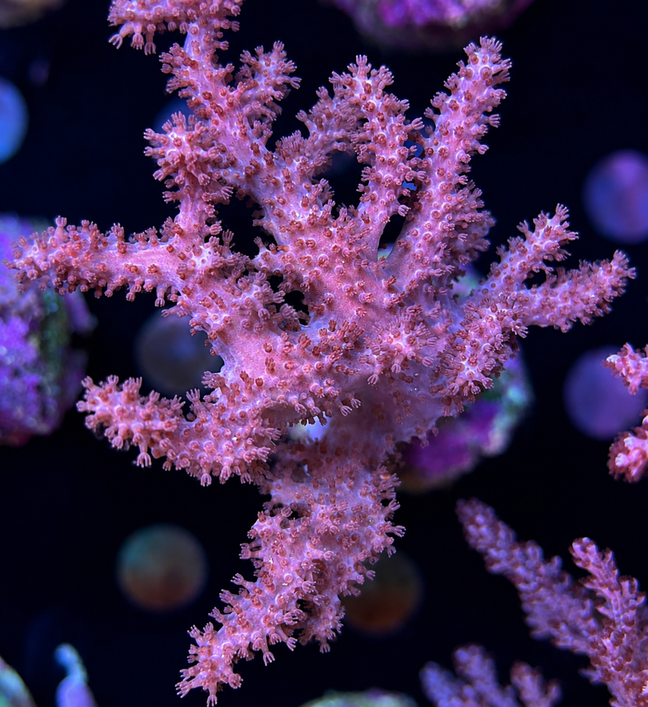 FMC Lithophyton Pink  V