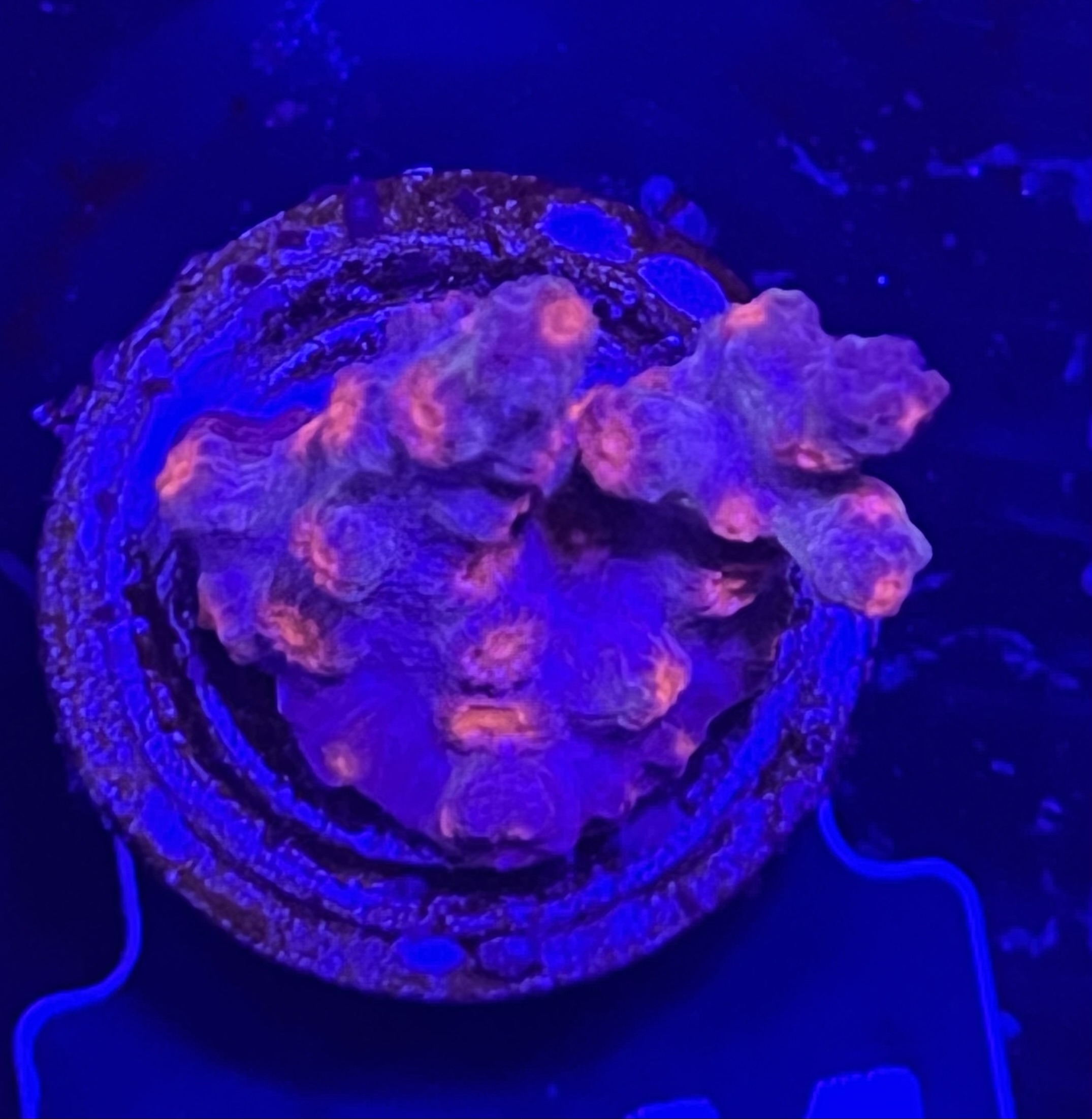 FMC Cyphastrea decadia