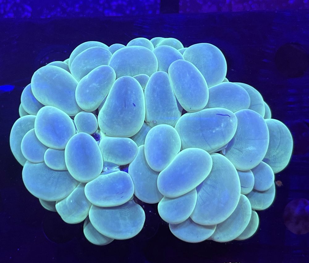 FMC Plerogyra sinuosa Green