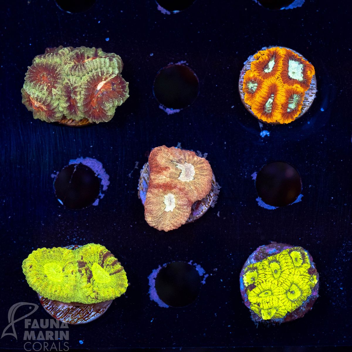 FMC Favia/Goniastrea Premium Pack V (Filter- + Daylight-Shot picture!)