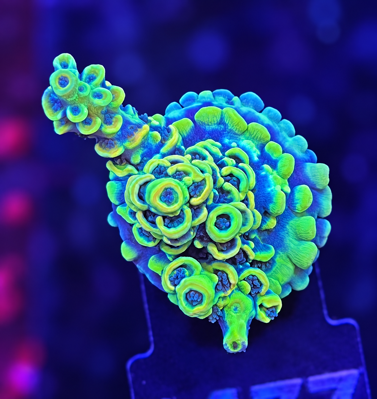 FMC Acropora tenuis yellow
