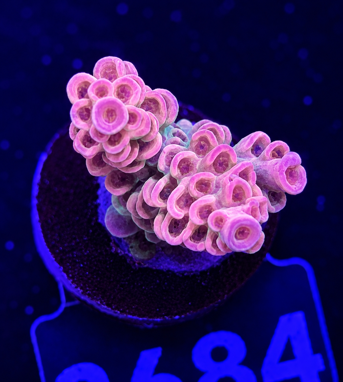 FMC Acropora tenuis Aussi