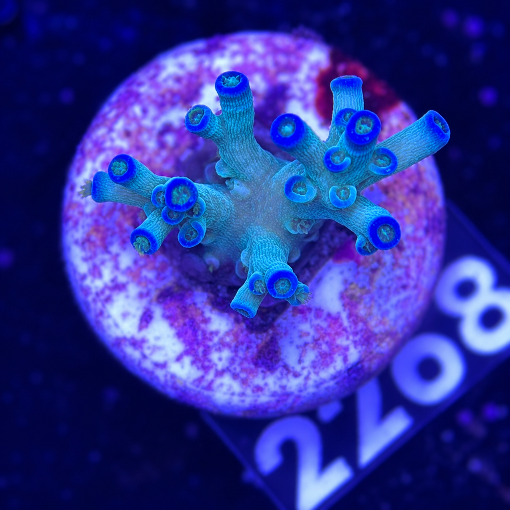 SciReef Acropora tenuis TWIN Grade 2 "Ice Fire" V