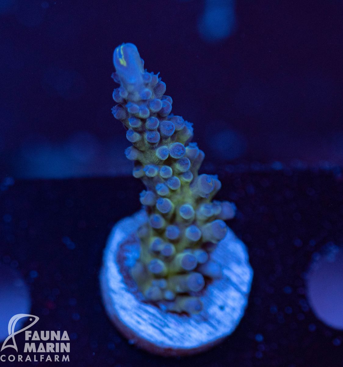 FMC Acropora Electric Miyagi V ca. 6-7 cm