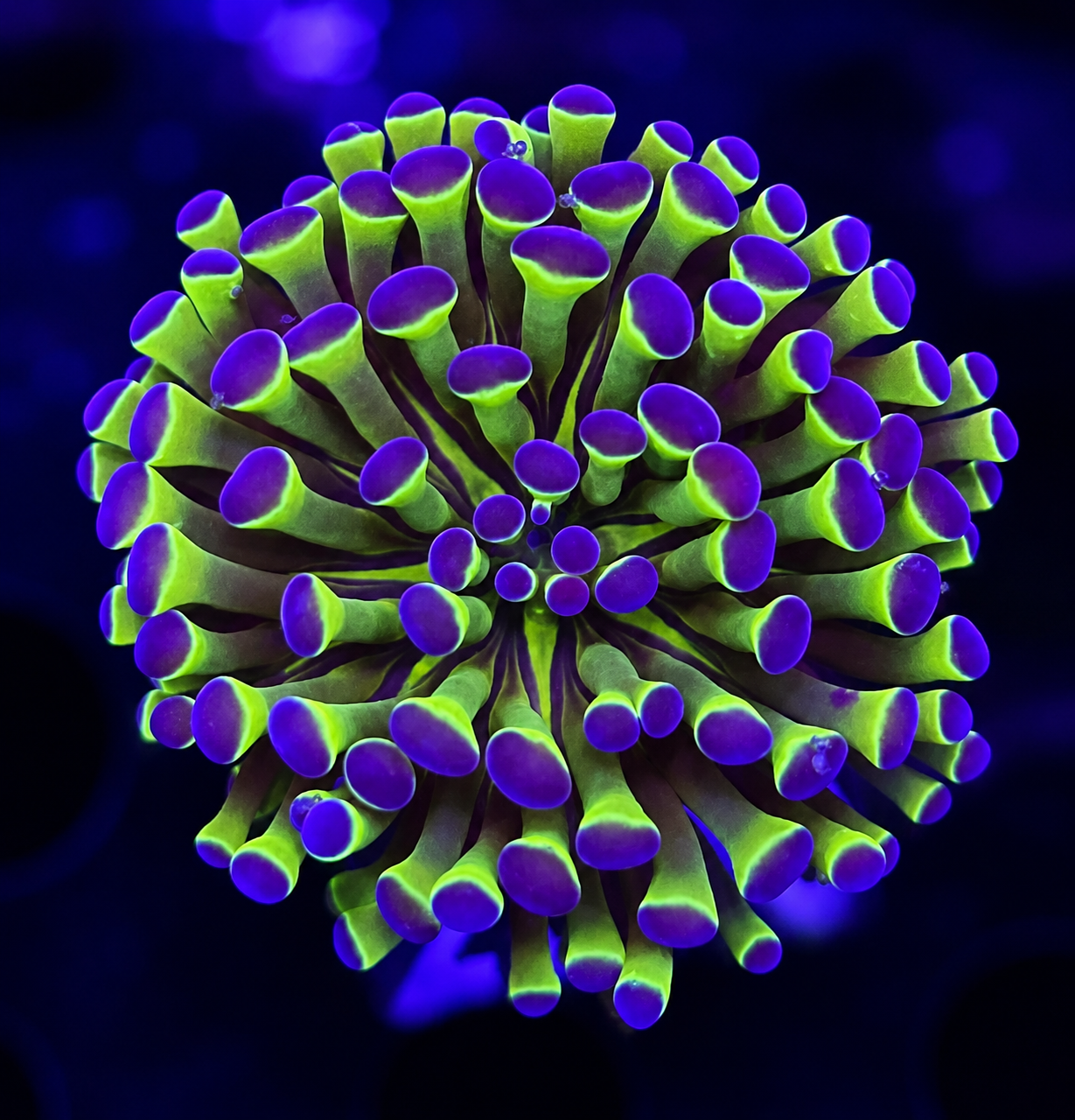 FMC Euphyllia baliensis Purple Tip