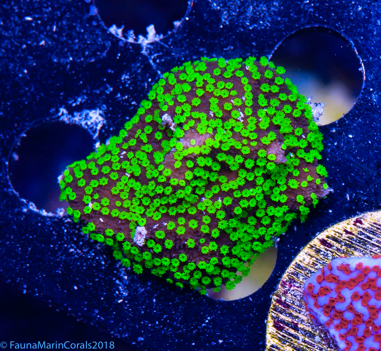 FMC Montipora hoffmeisteri V