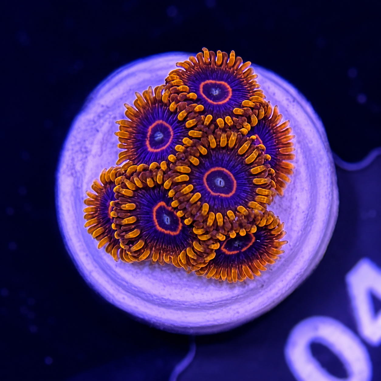 FMC Zoanthus Red Hornet