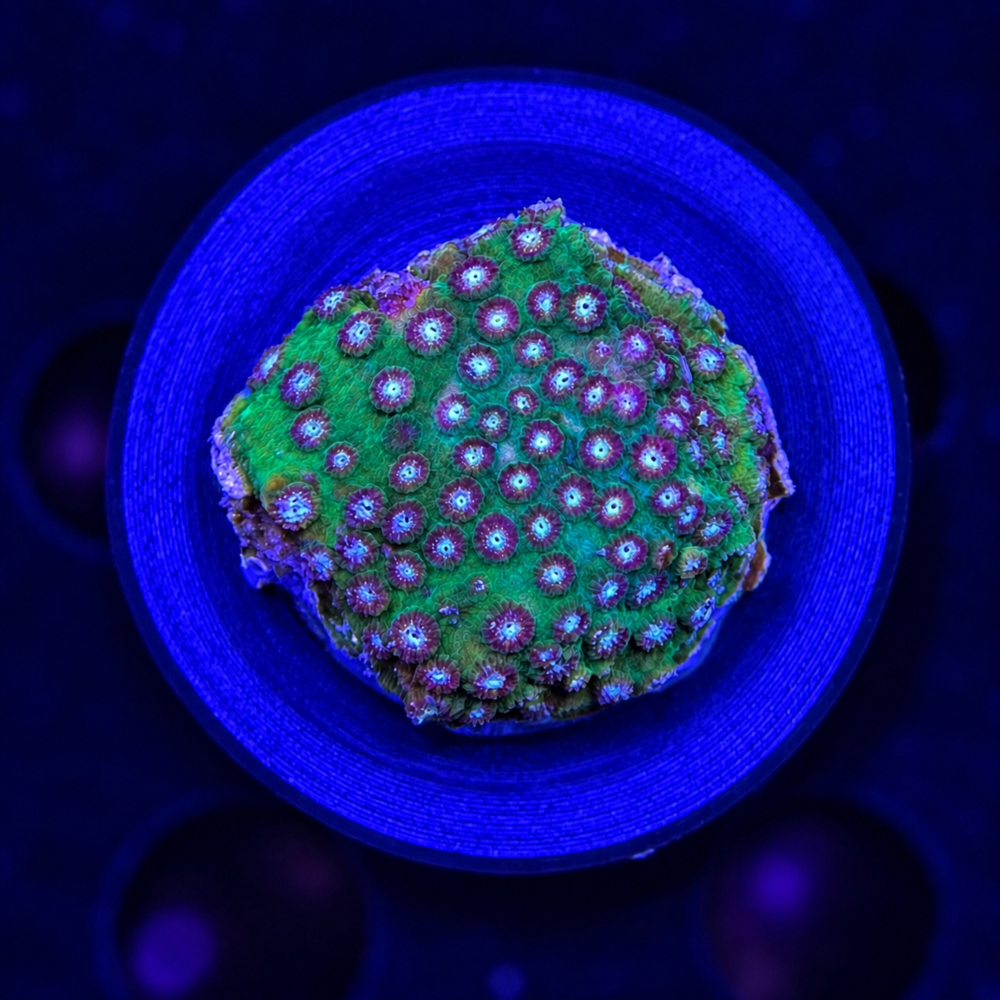 FMC Cyphastrea Blue Osé + Coral Mount V