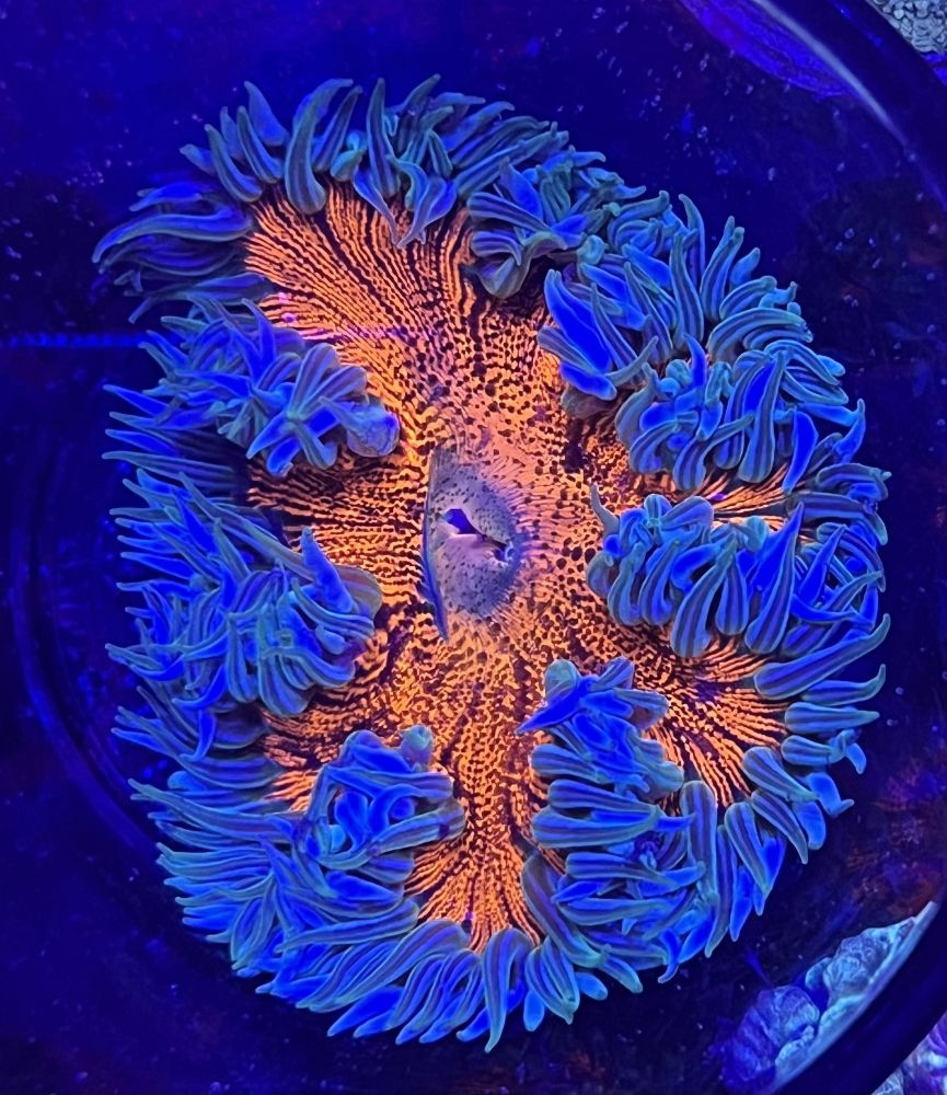 FMC Phymanthus crucifer - Rockanemone