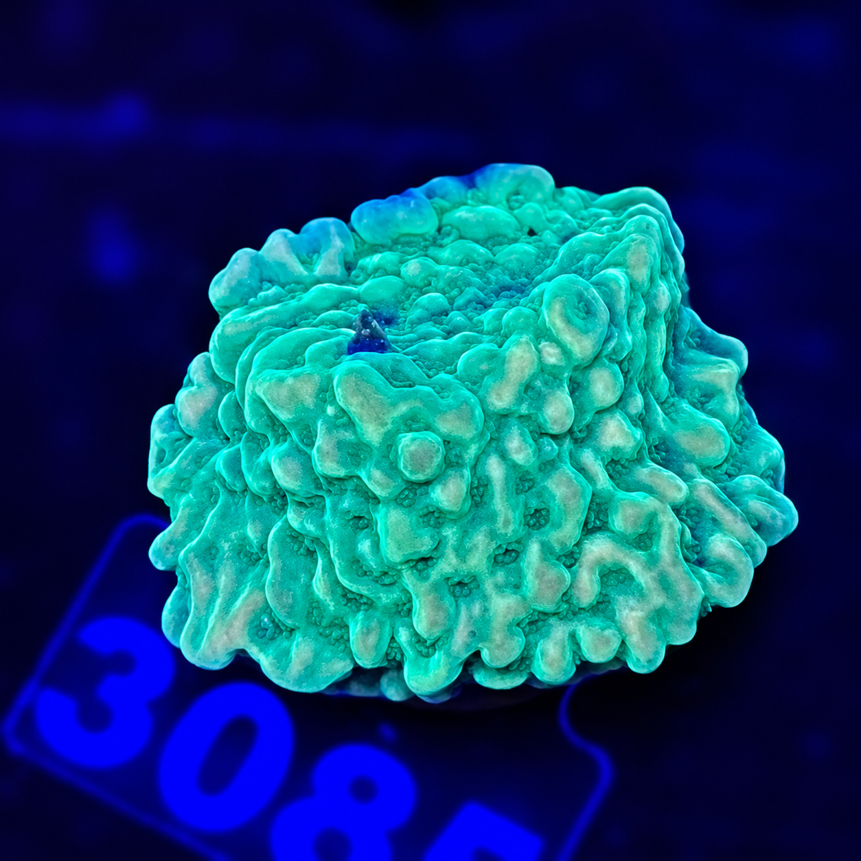 FMC Montipora The Mask