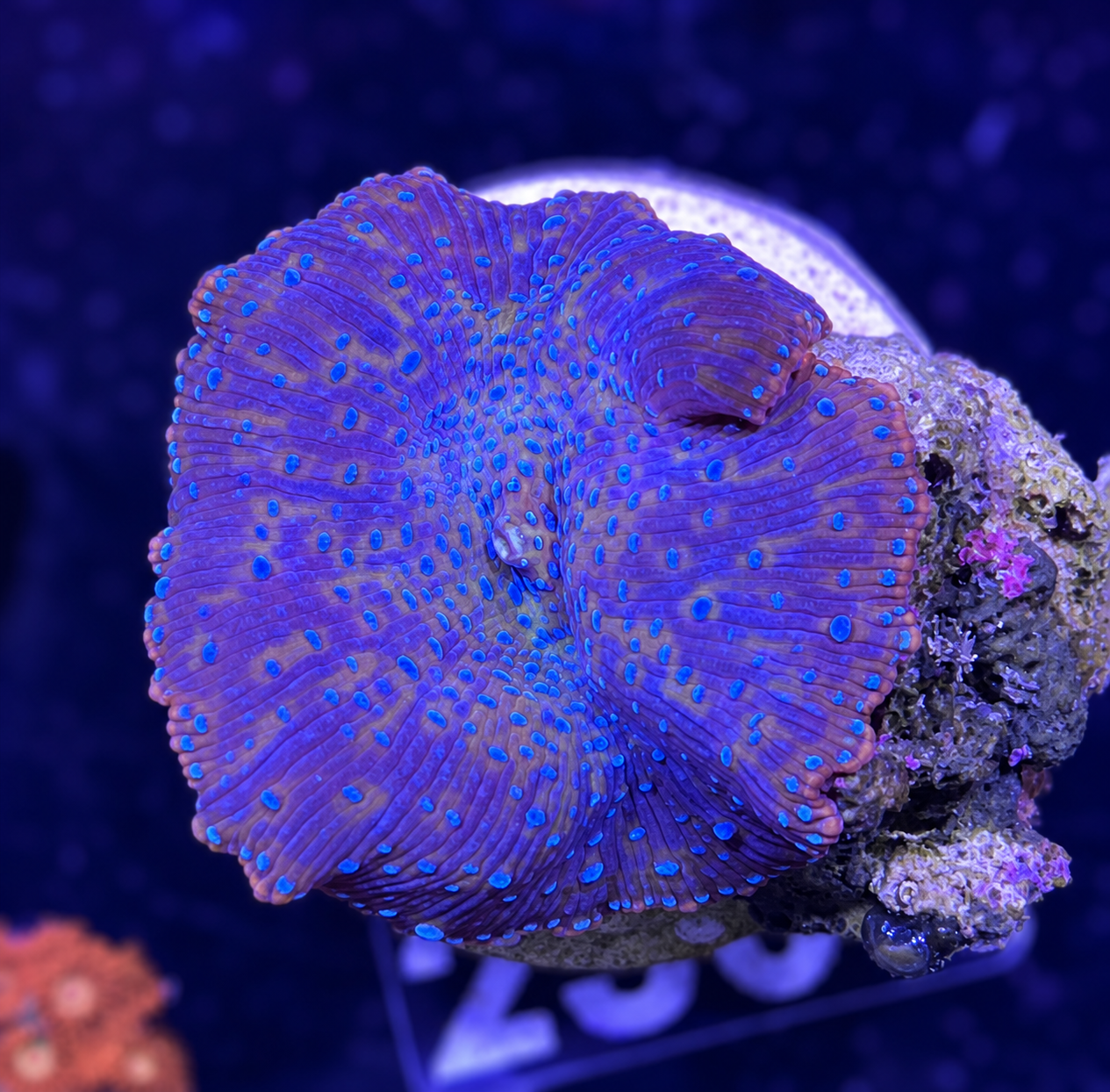 FMC Discosoma orange ring