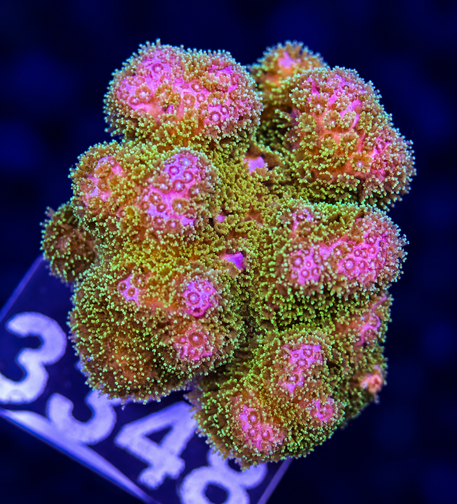 FMC Pocillopora Bicolor V