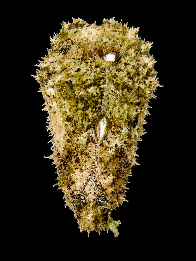 Dolabella auricularia - Seehase
