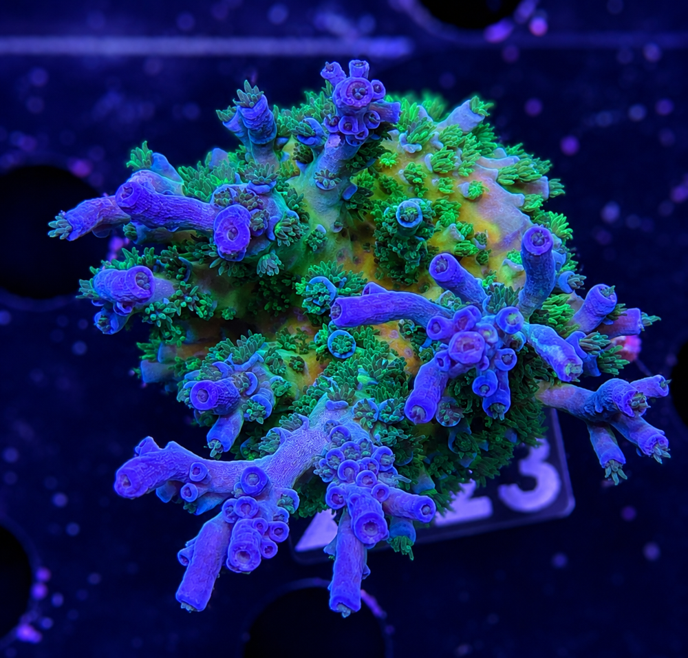 SciReef Acropora kenti Grade 2 MAXX Twin