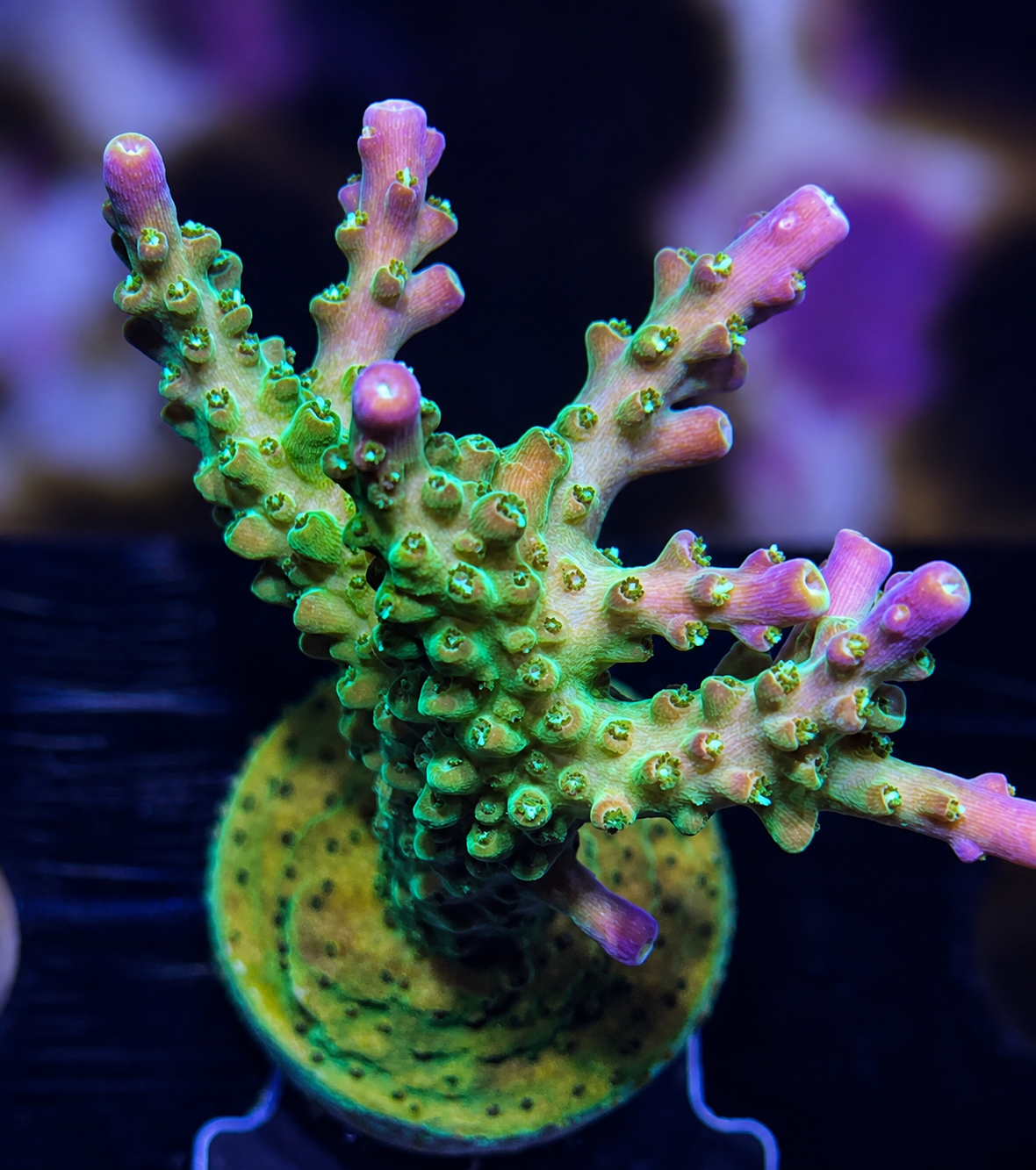 FMC Acropora divaricata Mango Garden