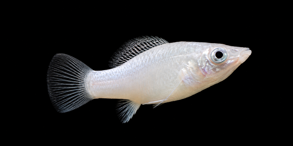 Poecilia sphenops - Silber-Molly- Weibchen (NZ Salzwasser)