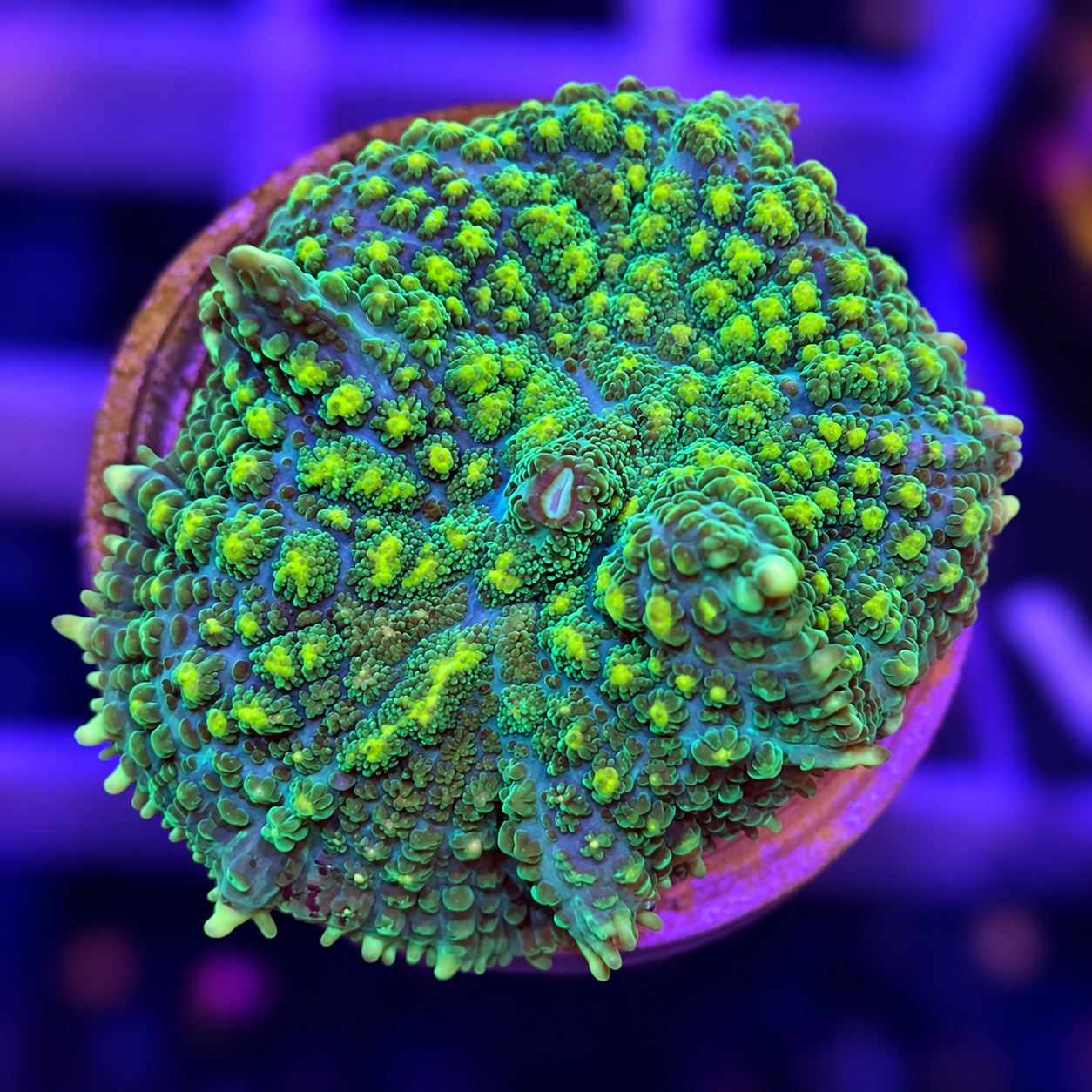 FMC Rhodactis Yellow Dots