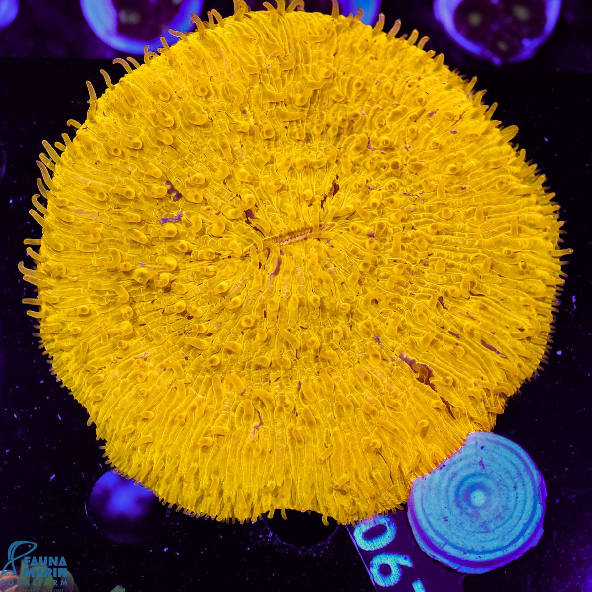 FMC Fungia Orange