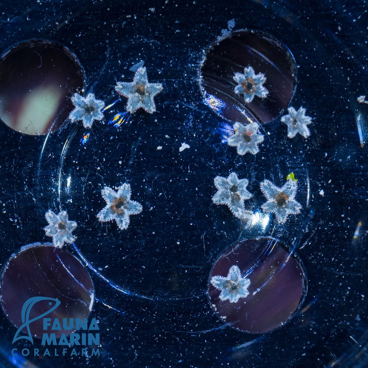 Asterina sp. - Seestern 10 Stück