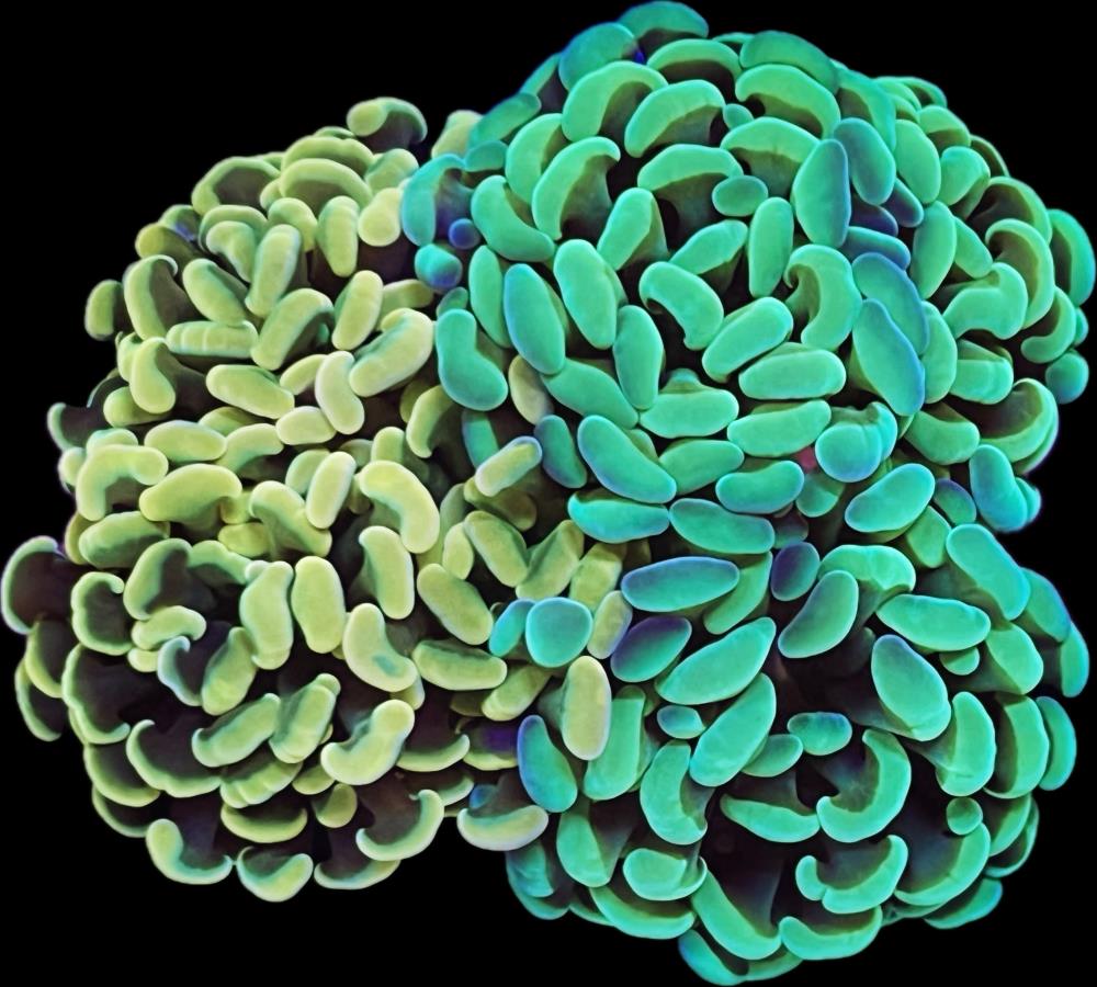 FMC Euphyllia baliensis Double V