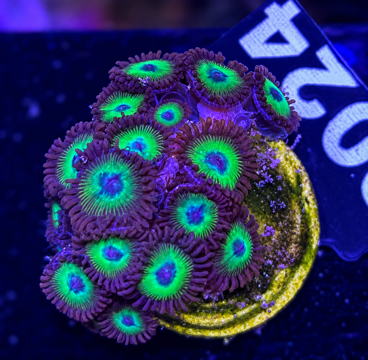 FMC Zoanthus Mean Green