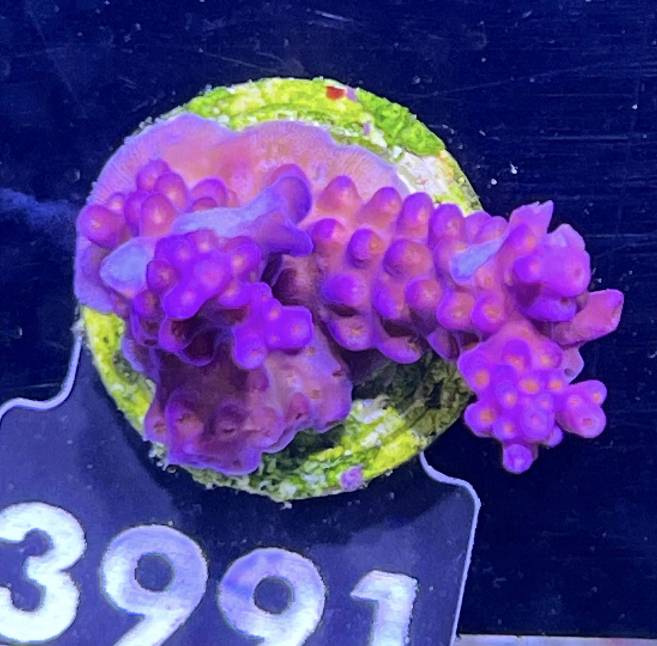 FMC Acropora Merlin Staff