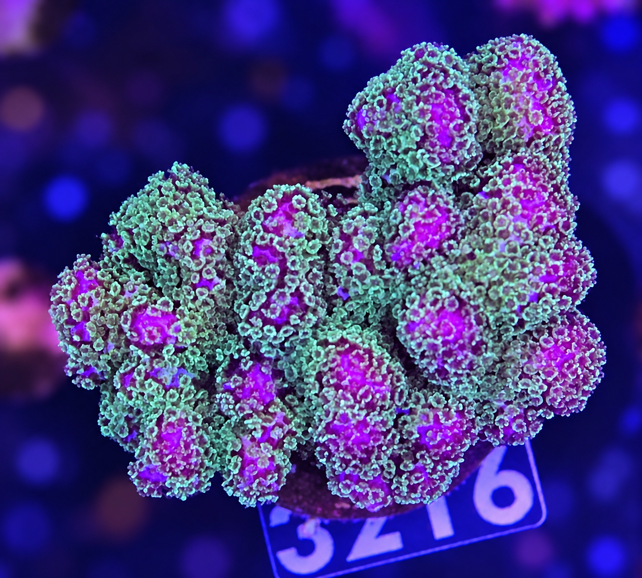 FMC Pocillopora bicolor