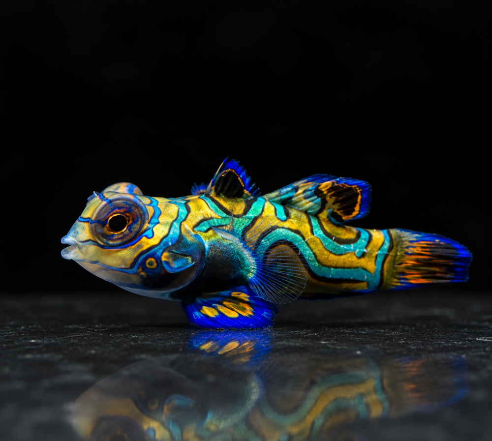 Synchiropus splendidus - Mandarinfisch NZ
