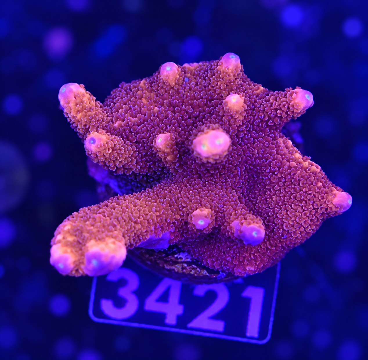 FMC Montipora digitata red