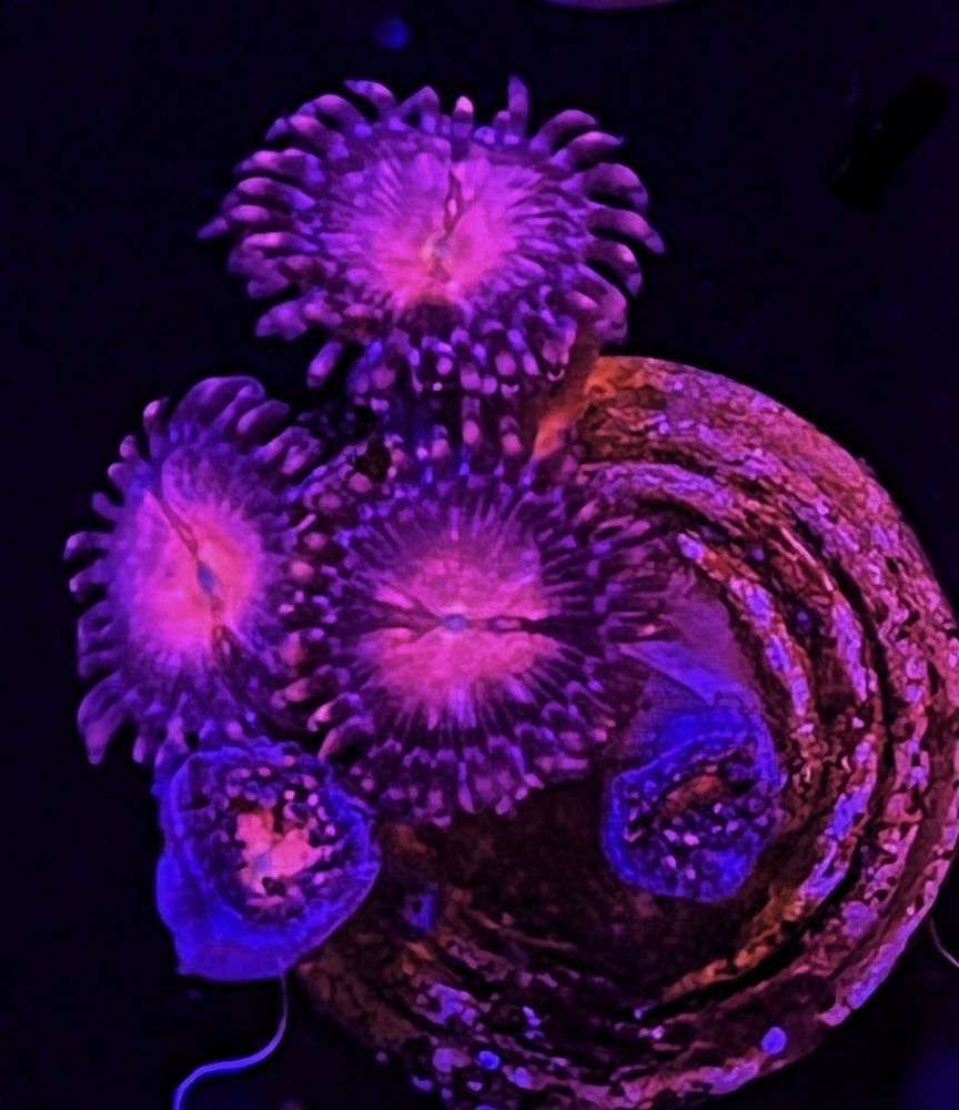 FMC Zoanthus Alien Explosion