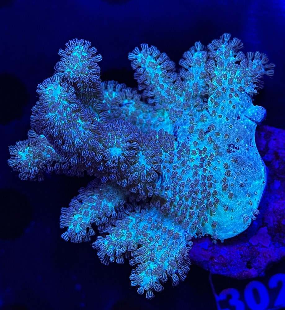 FMC Sinularia yellowish V